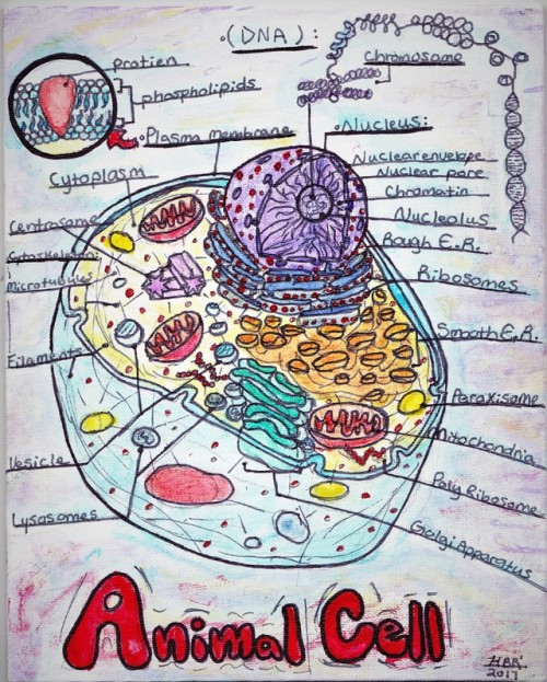 plant cell on Tumblr