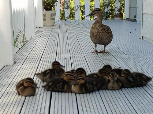 This duck used to come to my porch for food. Recently, she...