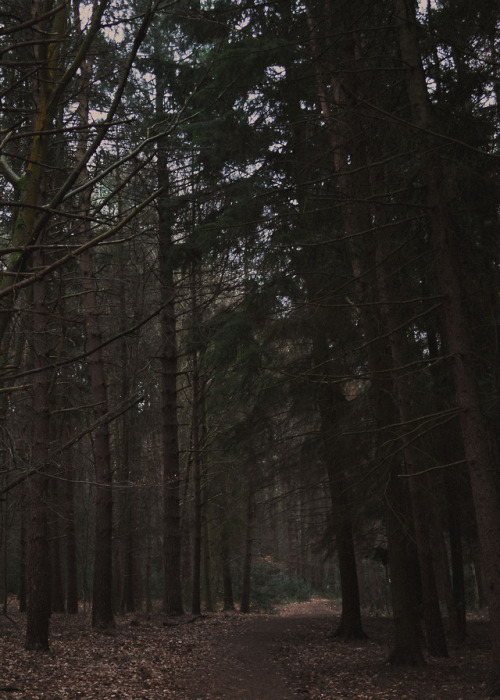 russetfootsteps:into the woods i go 