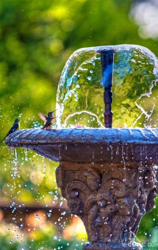 http://escalierjaune.com/hummingbird-bath-fountain/hummingbird-bath-fountain-hummingbird-water-fountain-marvellous-design-best-fountains-images-on-hummingbird-bath-fountains/