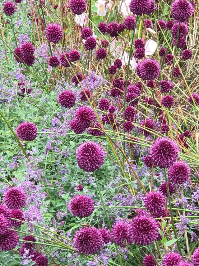 allium flower Tumblr