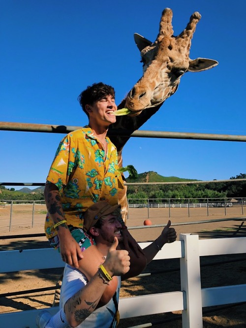 kianlawleypop:Giraffe.