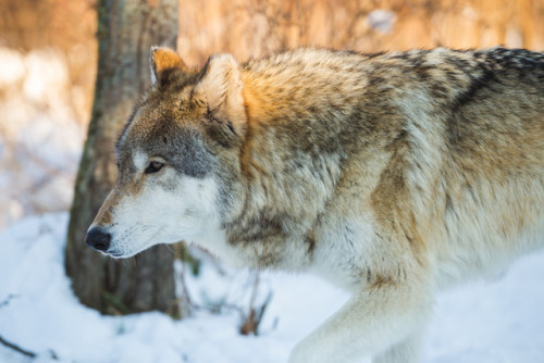 Grey wolf by Stephen Canino Photography