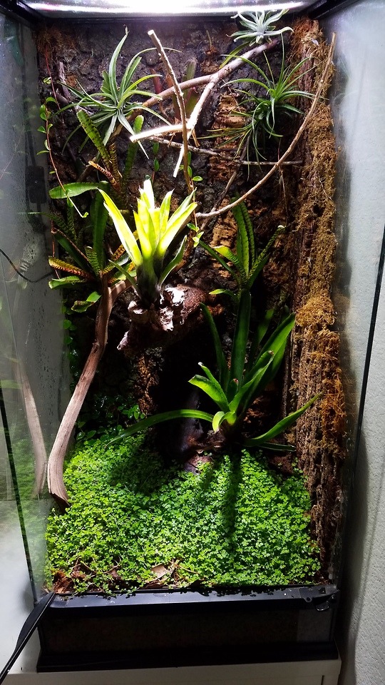 It's Like Interior Design, But For Amphibians — Vivarium Update 