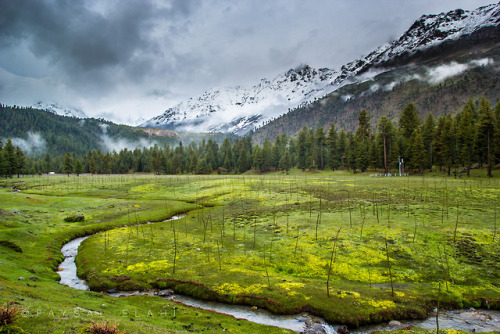 iheartpakistan:Rama Meadows, Astore, Pakistan.(Source)