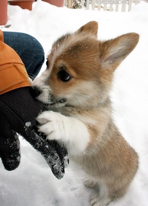 awwww-cute:Ok you can pick me up now (Source:...