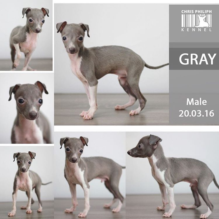 Home Is Where Your Dog Is Impish Iggies Anjingdijual Italian