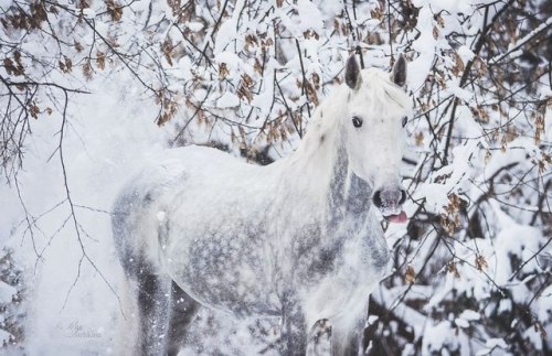 orlovtrotter:Orlov Trotter stallion Omul’ (”Cisco”)By: Rita...