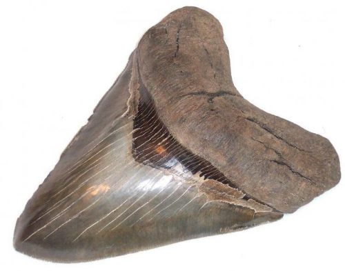 fossilera:6.70" Megalodon Tooth From South Carolina -...