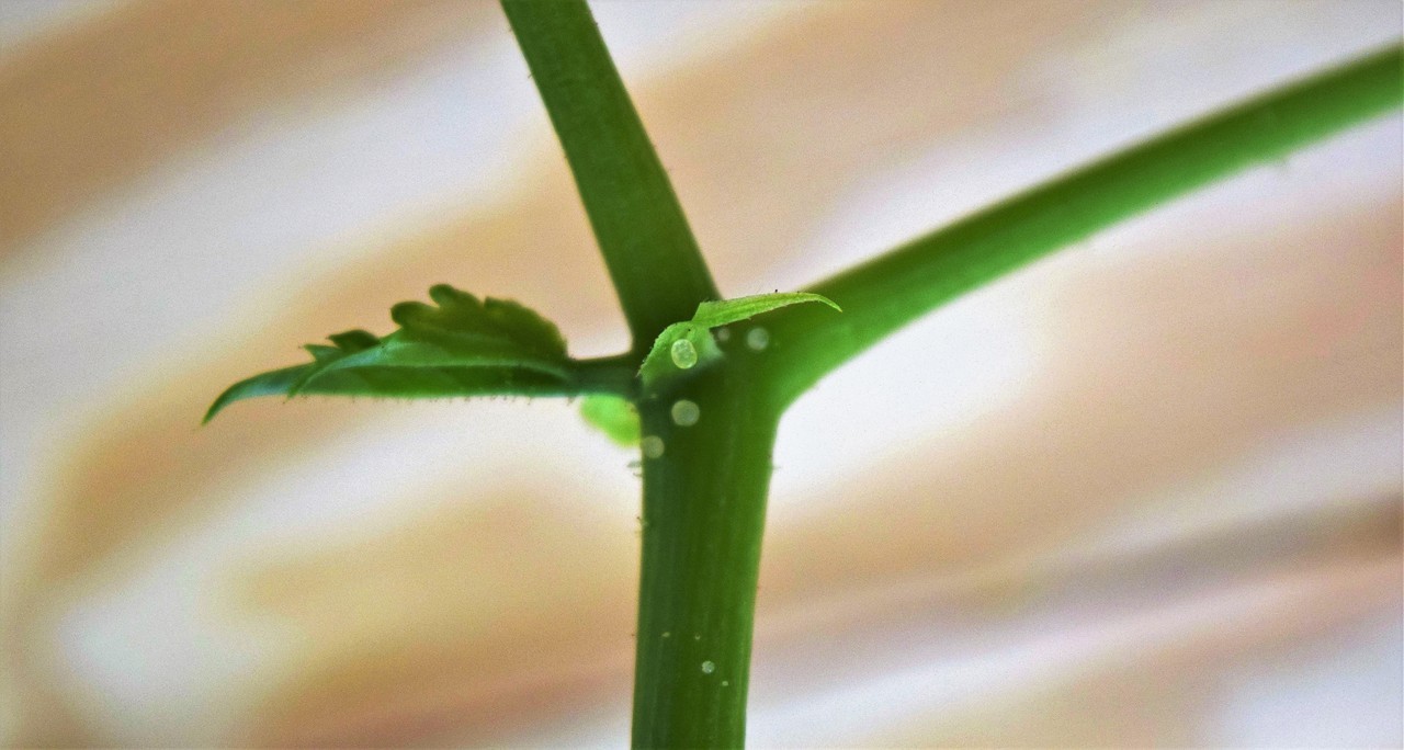 the singing cactus