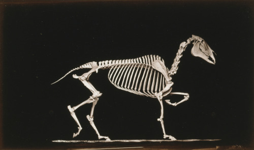 onceuponatown:Skeleton of horse, running. By Eadweard...