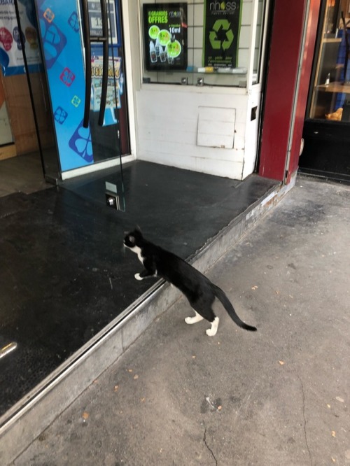 literarymagpie:A Parisian cat on its way to the pharmacy. Very...