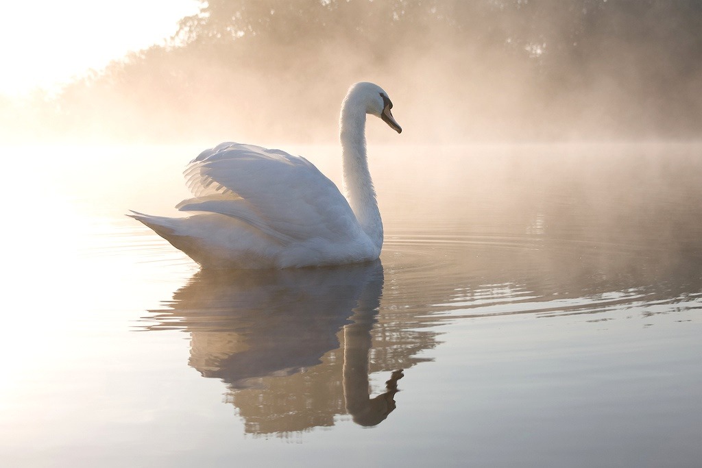afaerytalelife: “I want to be the swan on the lake — live a graceful life and float like a daydream on the water until it pulls me in and becomes the most peaceful grave. ”