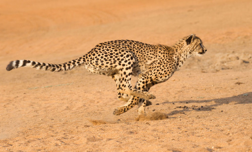 agile cheetah