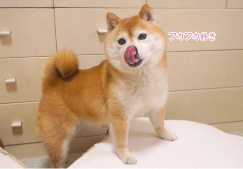 Mame Shiba Inu Tumblr