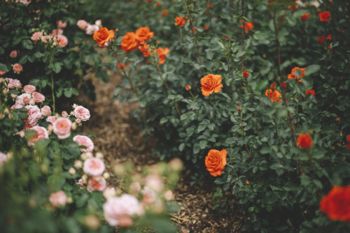 #roses | Tumblr