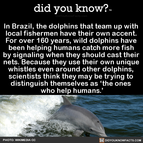 in-brazil-the-dolphins-that-team-up-with-local