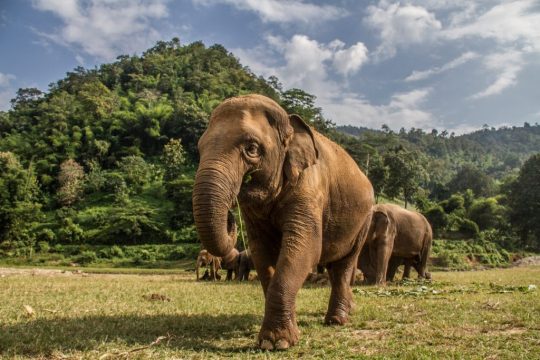 Photo: Elephant Nature Park