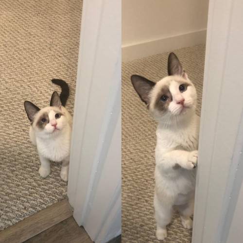 “recently adopted the love of my life” (via)