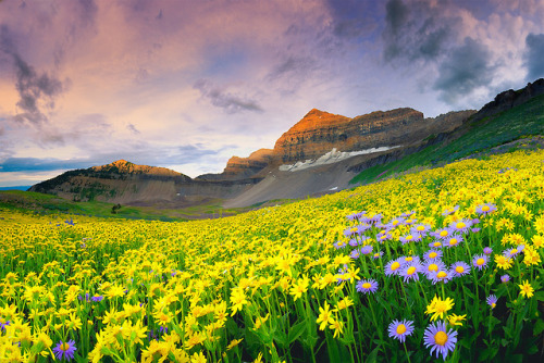 vurtual:Timpanogos Wildflowers (by Dan Ransom)