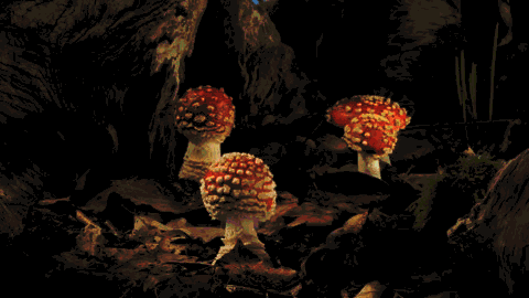 gif shrooms mushrooms trippy psychedelic psychedelia nature forest