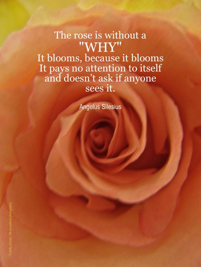 A-MUSED - WITHOUT A WHY The rose is without a “why”; it...