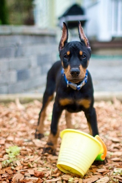 Cropped Ears Tumblr