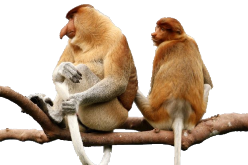 proboscismonkey:Just a couple of proboscis monkeys hanging out...