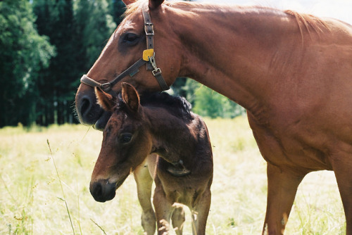 gawlak:The baby sparrows,Make way, make way.The horse is going...