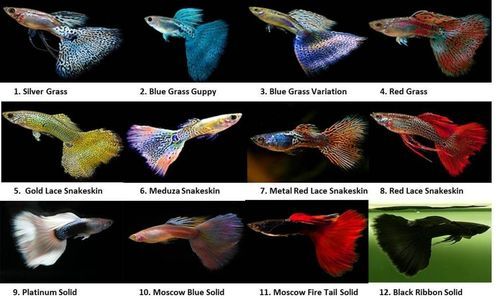 Scales Tails Wings and Things, Fancy Guppy Care