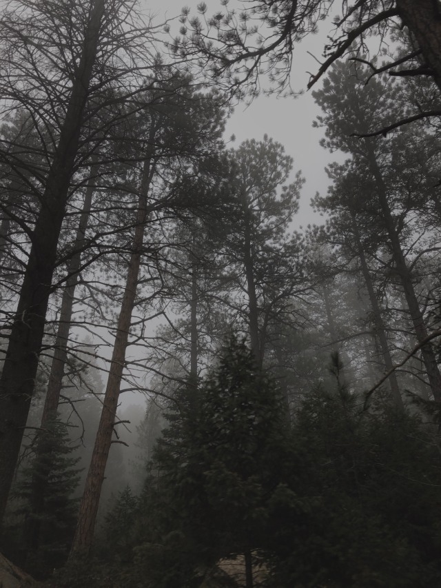 foggy aesthetic on Tumblr