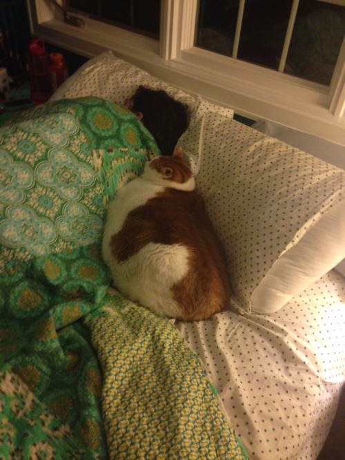 feedmerightmeow:I walk into the bedroom and I see Kattie being...