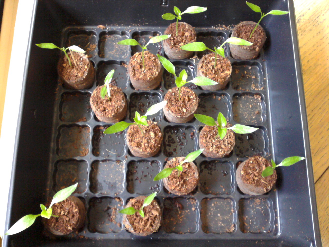 thirteen pepper sprouts photographed from above, 9 May 2016