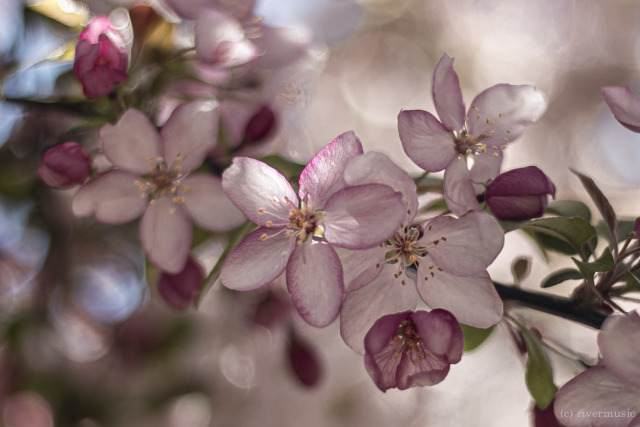 A breath of perfection: (c) riverwindphotography