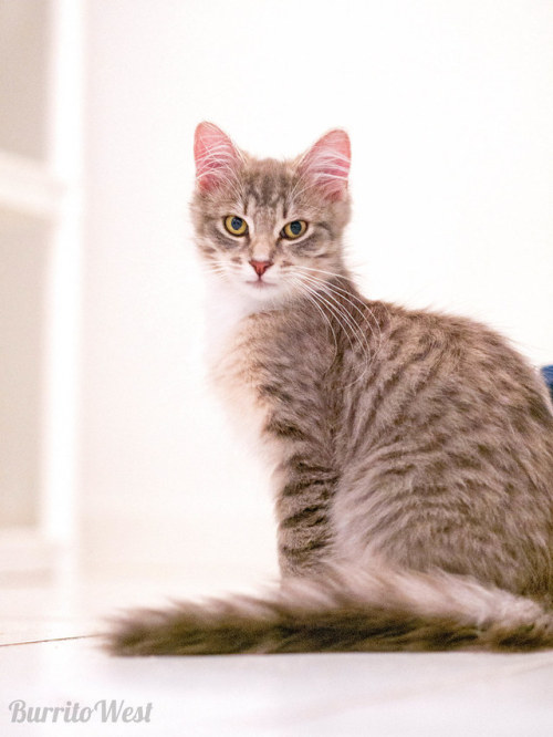 spilltojill-pets-dogs-cats