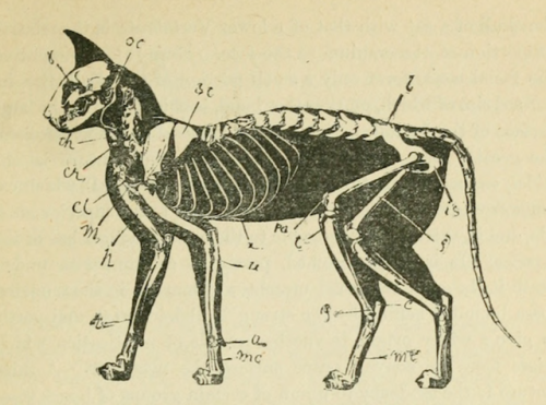 nemfrog:Cat skeleton. An introduction to zoology : for the use...