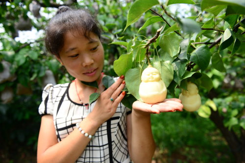 cctvnews:A unique bite! Pears shaped with Buddha facesHave...