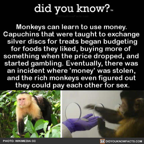 monkeys-can-learn-to-use-money-capuchins-that