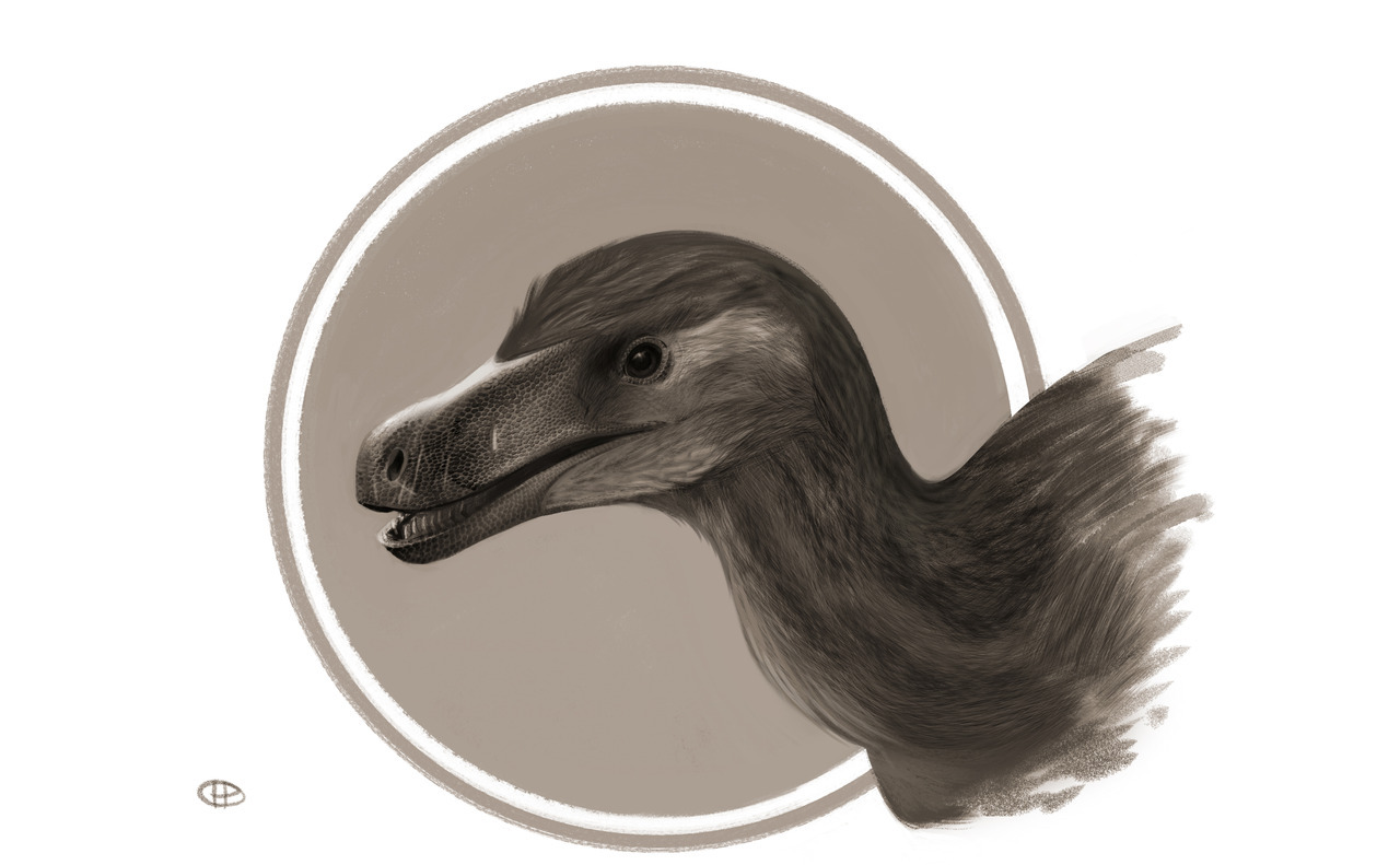 velociraptor female