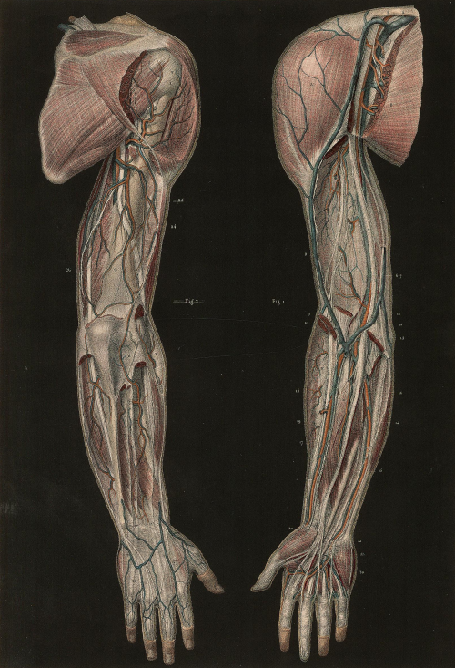 nemfrog: “Plate 9. Muscles and nerves. J.M. Bourgery. Traité complet de l'anatomie de l'homme: comprenant la médicine opératoire. vol. VI. 1839. ”