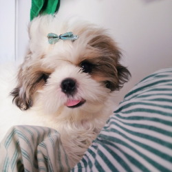 Resultado de imagen para shih tzu tumblr fun