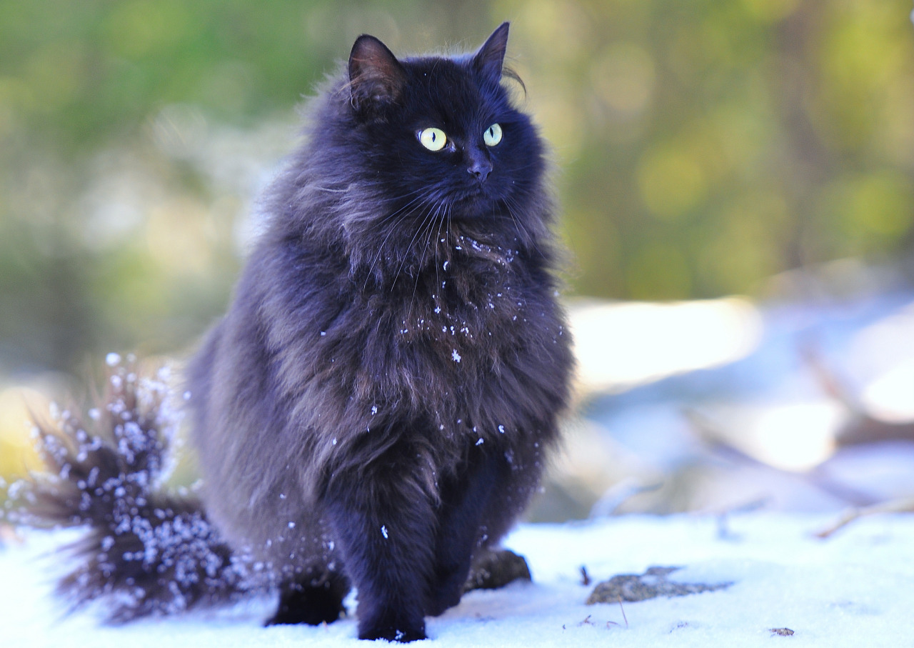 Норвежская лесная. Норвежская Лесная голубая. Норвежская Лесная кошка черная. Шантильи Тиффани лиловый. Шантильи Тиффани серый.