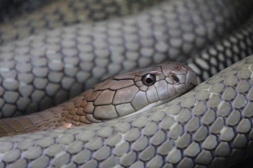 exotic-venom:princessdinky:king cobra(Ophiophagus hannah)