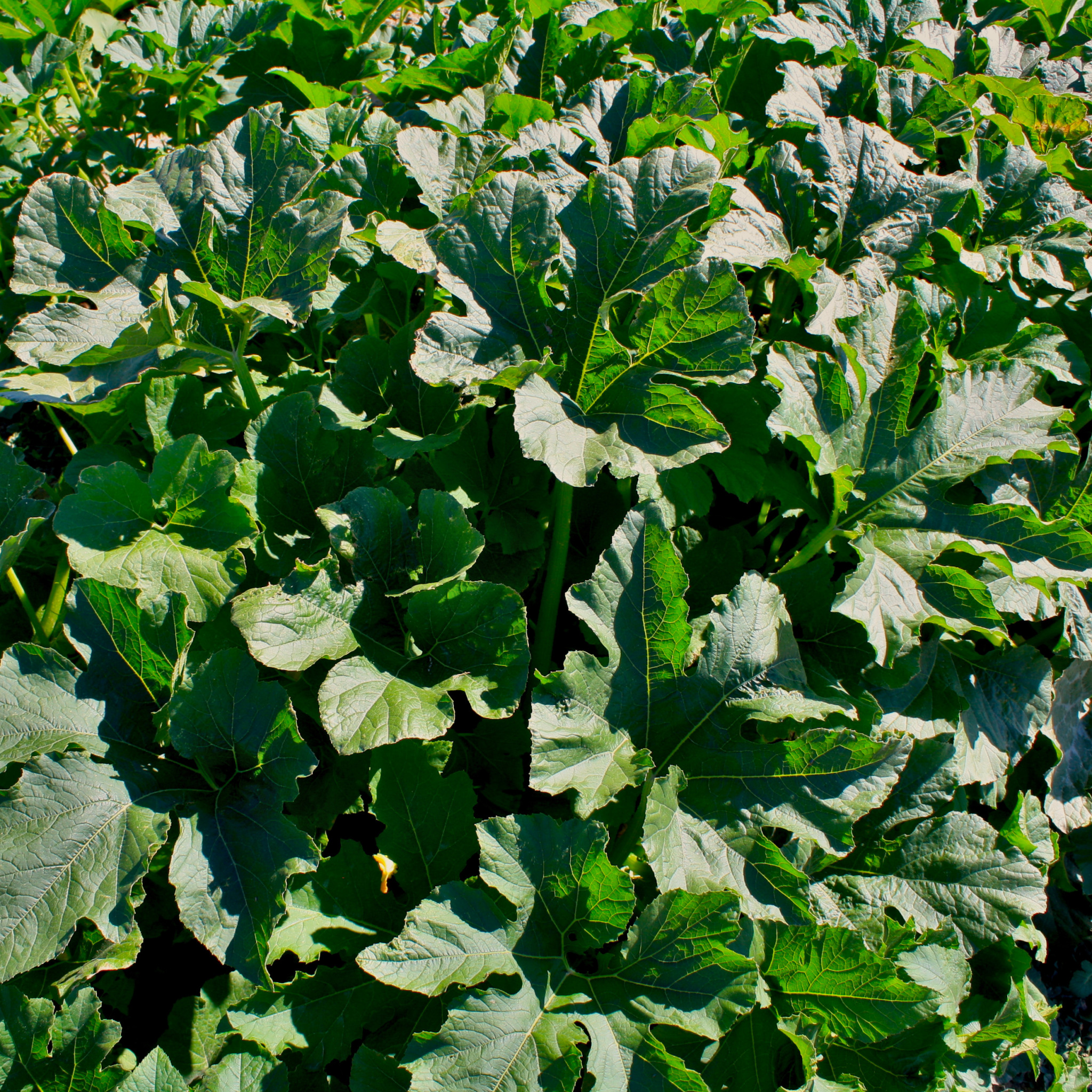 A closer shot of the pumpkin patch, looking down into a thick tangle of leaves that completely obscure the ground.