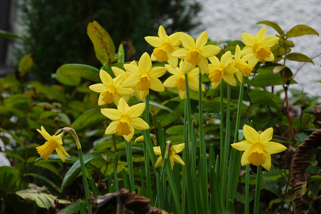 outdoormagic: âDance with the daffodils by Lancashire Lass â¦â¦ :) :) :) on Flickr. â