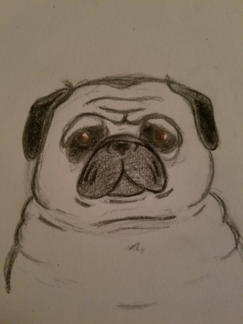 Fat Pug On Tumblr