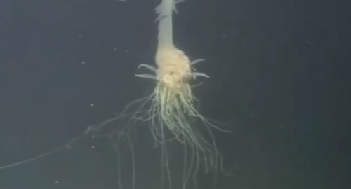 Watch: Flying Spaghetti Monster Discovered At The - Andy Wells