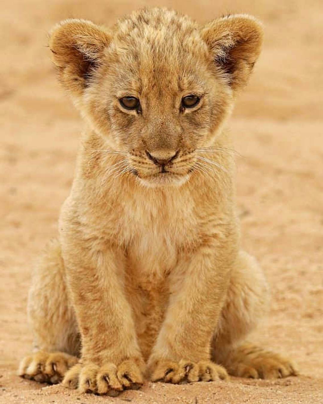 Wildlife Animals & Nature — . Cute Lion Cub. Photography by (Johann...