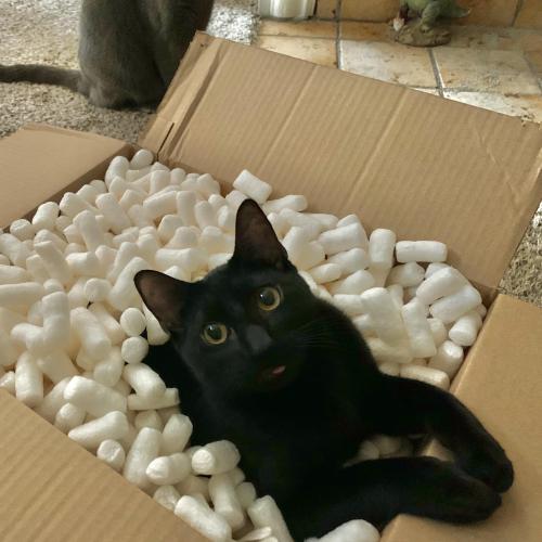neko-manta