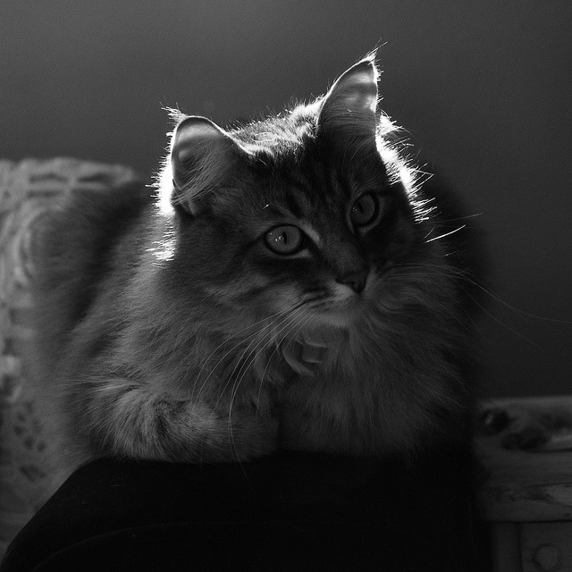 Kitty, 125/365 luna with her back to the sun by...